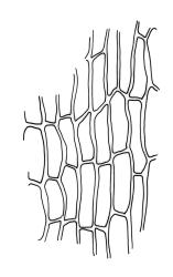 Orthotrichum assimile, basal laminal cells.
 Image: R.C. Wagstaff © All rights reserved. Redrawn with permission from Lewinsky (1984). 